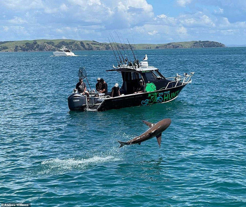 New Zealand tourist Andrew Williams captured the exact moment this bronze whale shark leapt out of the water (pictured)