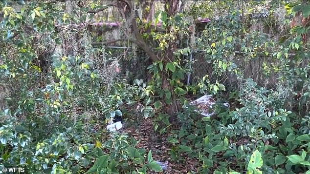 Despite 'safe haven' laws that allow parents to legally surrender their newborn babies, the boy was left in deep bushes and bushes outside a trailer park.  In the picture: the place where the residents found the crying newborn girl