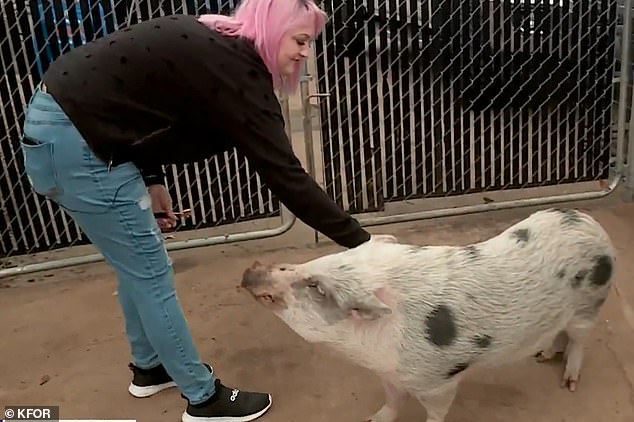 Steffany Jones (pictured) gives lots of love to her pet pig, Larry (pictured).  Jones said Larry was given to her as a wedding gift from her husband in 2014.