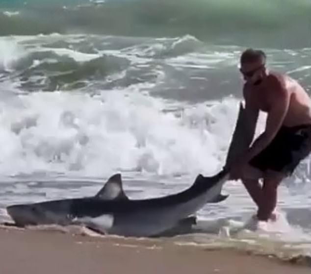 A Western Australian man was seen dragging a large reef shark back into the ocean by its dorsal fin (top)