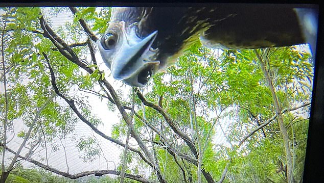 Matthew Wood captured the moment an eagle (above) stole his drone in Pioneer Valley, Queensland