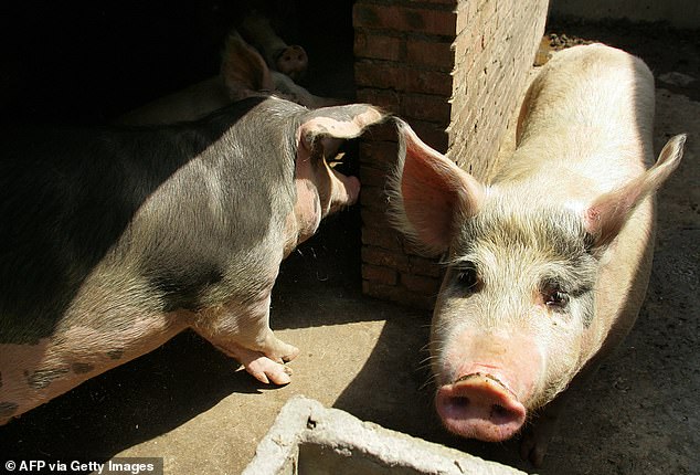 Police say the pig regained consciousness and dumped the butcher before dying.