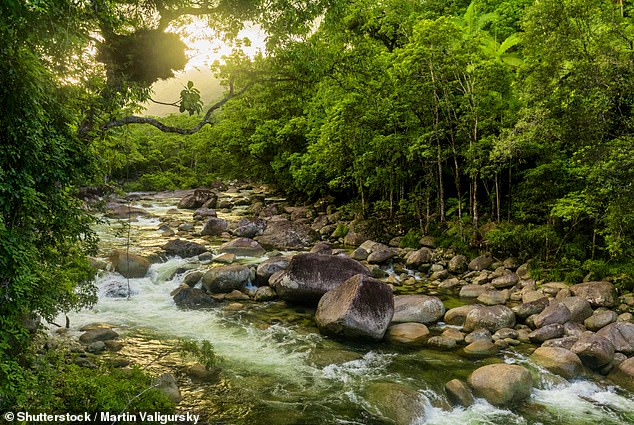 Emergency services are frantically searching for the swimmers, who had been taking a dip in Mossman Gorge, 20km north of Port Douglas.