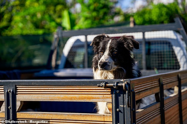 Dogs will no longer be allowed to remain loose in the back of utility vehicles and trailers in Queensland under new laws (file image)