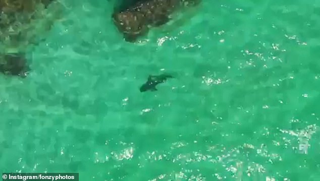 Wildlife videographer David Alphonso spotted a large shark (above) just offshore at Meelup Beach, WA