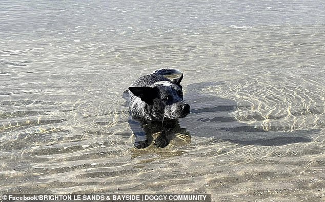 Dog owners at a popular beach have been warned to keep their animals out of the water after a suspected shark sighting.