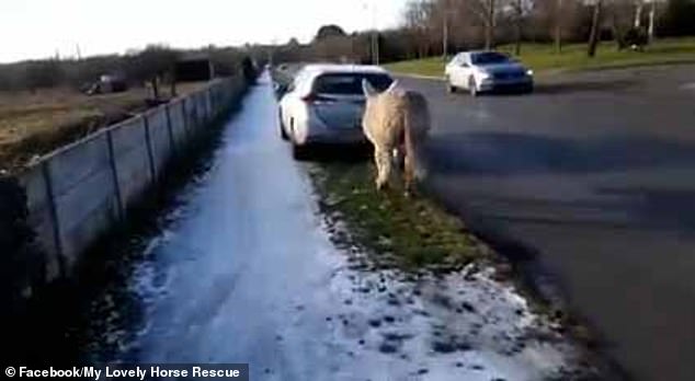 Distressing footage shows the white donkey, with a rope tied tightly around its mouth and attached to the back of the car, being pulled along the road by the driver in Edenberry, County Offaly