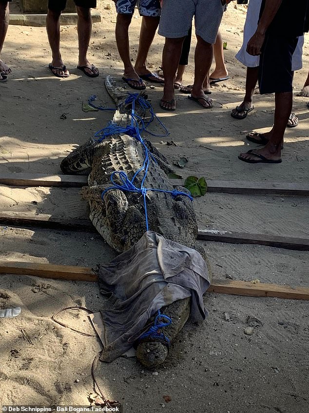 Deb Schnippins posted photos of the crocodile (pictured) as it lay in the sand on wooden sticks that had been hauled in from the shore.