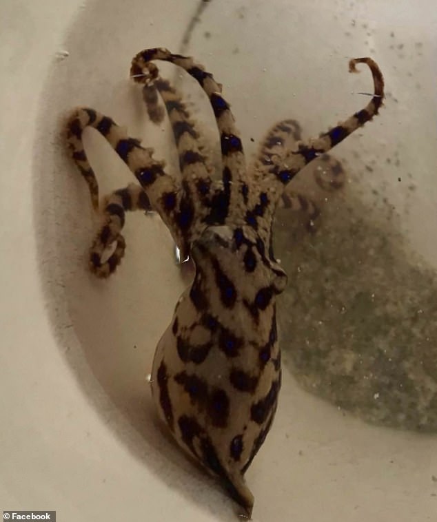 Thankfully, Lisa Bryant was not bitten by a blue-ringed octopus (pictured), which was found in her swimmers emerging from a shell she had found on South Beach in south-west Perth.