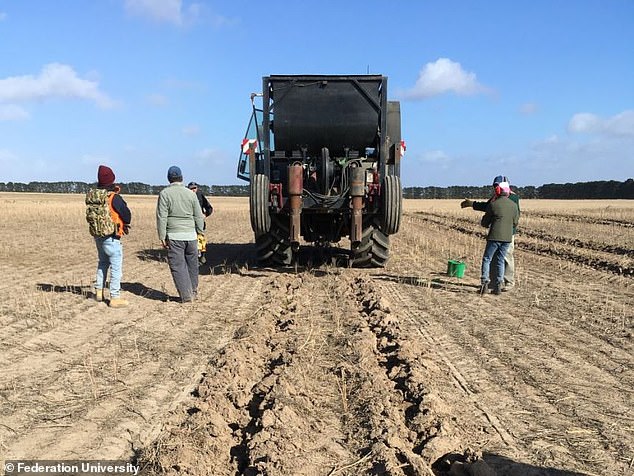 Breakthrough: A new study has found that cabbages grown in compost made from human poo are safe to eat. It was carried out by experts at the University of Hohenheim, Stuttgart. It follows past research by Federation University Australia which found that biosolids produced from human wastewater can increase wheat yields between 55 and 65 per cent (pictured)