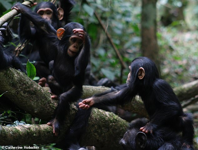 Do you speak chimp? It may seem odd to think we could instinctively understand what a chimpanzee is trying to tell us. Take this quiz below and see if you can understand these 10 common chimpanzee and bonobo gestures
