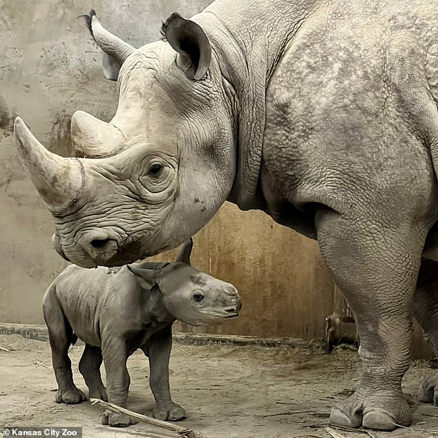 A black rhino calf was born at the Kansas City Zoo on New Year's Eve, making it the 740th member of the species left on Earth.