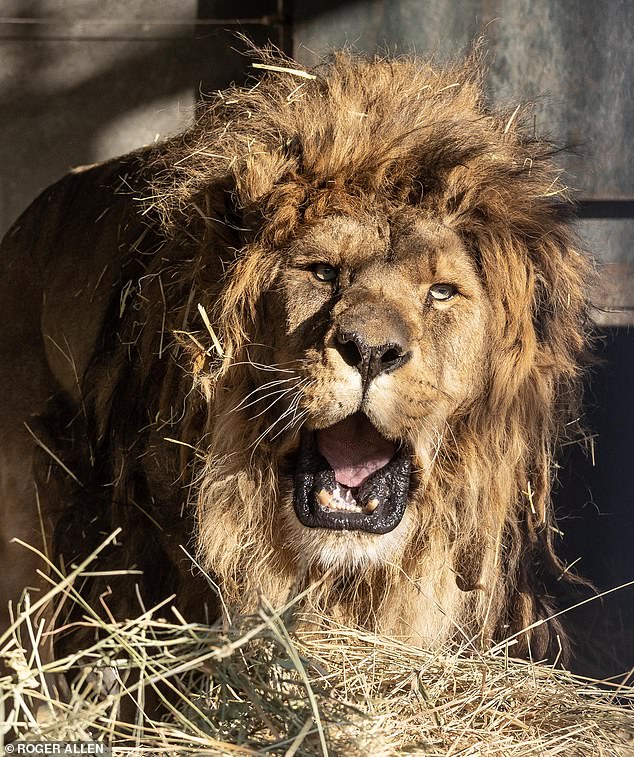 Sweet freedom: Ruben is learning to roar again with the help of the British animal charity that rescued him