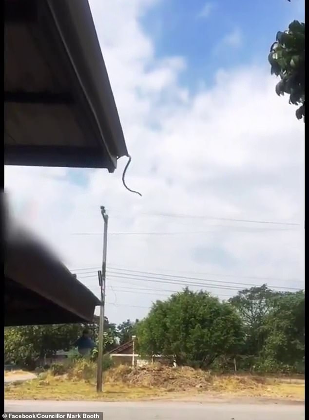 A video of a snake (pictured) doing what most people didn't know it could do, jumping several feet through the air from a roof to the ground, is lighting up the internet.