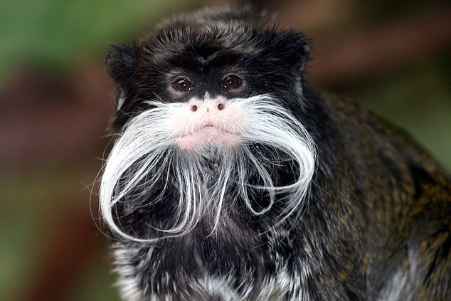 Police are investigating after two emperor tamarins were 'deliberately' removed from their enclosure