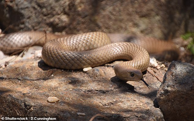 Vincent Price, a father of two, was killed by an eastern brown snake (above) on Saturday after his wife saw it inside their Queensland home