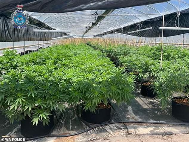 WA Police found a greenhouse filled with an excess of 2,000 cannabis plants in Kokeby