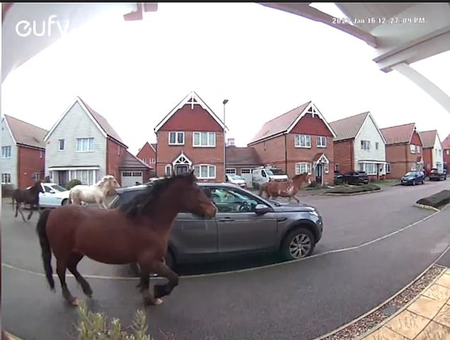 Don't worry!  You'll annoy the neighbours: Cheeky horses are caught dodging cars on a quiet residential street in Waltham Cross