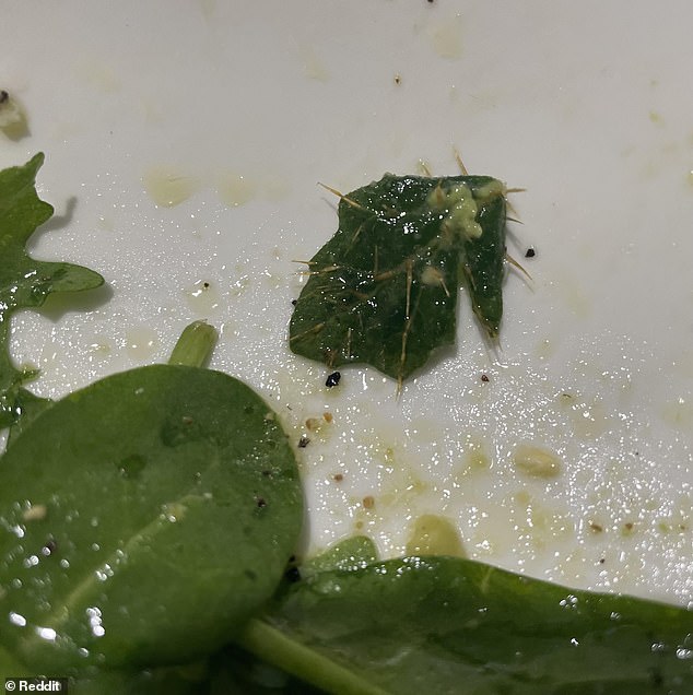 They took to the Internet to find out if the 'spiked' leaf (pictured) could be poisonous shortly after making a salad with the baby spinach leaves on Saturday.