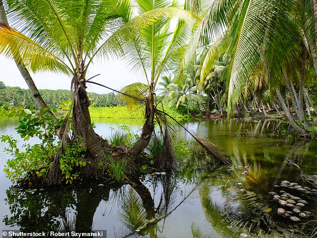 The world's third smallest country Nauru recorded the highest rate of adults who are either obese or overweight at 88.5 per cent. Pictured above, the Buada Lagoon in Nauru