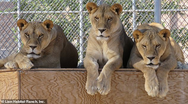 Lion Habitat Ranch currently houses 21 lions;  none of them risk being killed