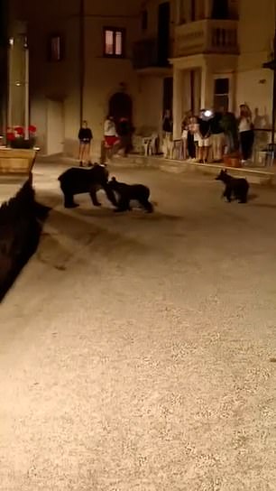 Seconds later – to the sound of bystanders cooing – her two cubs suddenly appeared and followed her down the road