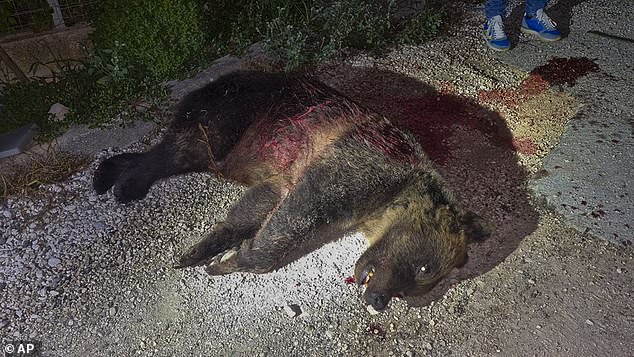 A man - who has not yet been identified - was questioned by police after the bear's lifeless body was found hours later in the garden of a house on the outskirts of the village