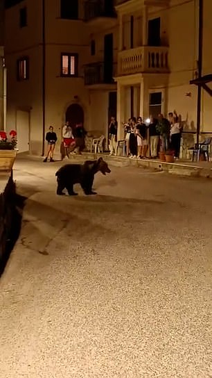 You can see the bear strolling around on the road while vacationers take a video of her