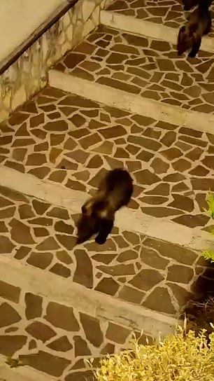 After being spotted, the Ursine family trotted down a flight of stairs