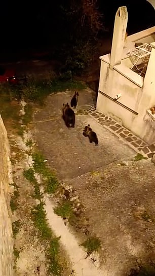 They ventured into the forest near San Benedetto dei Marsi in the central region of Abruzzo, which is home to dozens of brown bears.