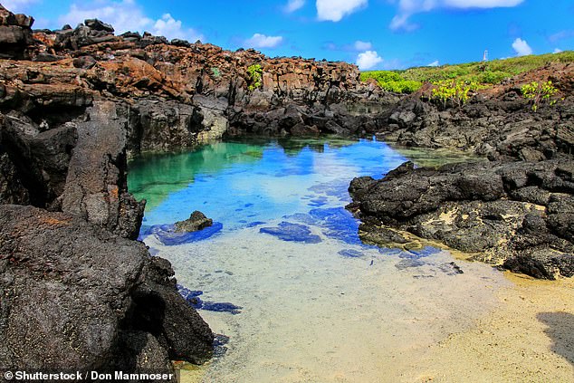 On the remote island of Genovesa (pictured), Claudia sees a short-eared owl that 'clenches its talons'