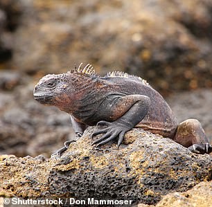 Claudia spots marine iguanas while visiting Chinese Hat, one of the smallest islands in the archipelago