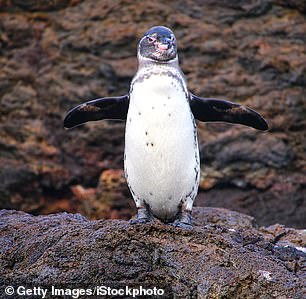 On Chinese Hat, Claudia snorkels near Galapagos penguins