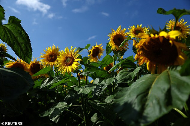 Flowers that are orange, yellow, or red, such as sunflowers or roses, are the most uplifting