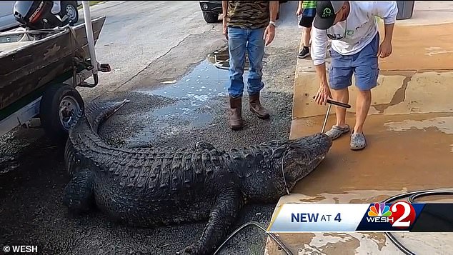 Brotz noted that he has been tracking alligators for a long time and has even made it his job, but this was something new