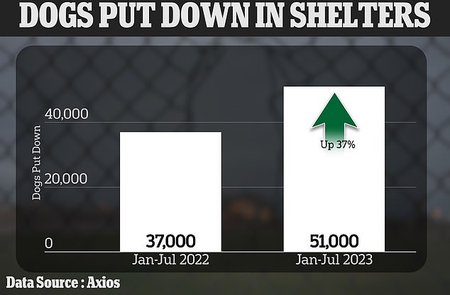 1693630828 526 Euthanasia rates at US animal shelters hit three year high