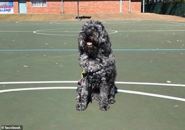 Assistance dog Buddy (above) has since been removed from the school.  The dog has been emotionally supporting students since 2019