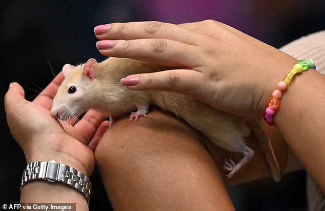 While many don't dare go near a rat, some keep them as pets, but the owners are shocked at how big their eyes are