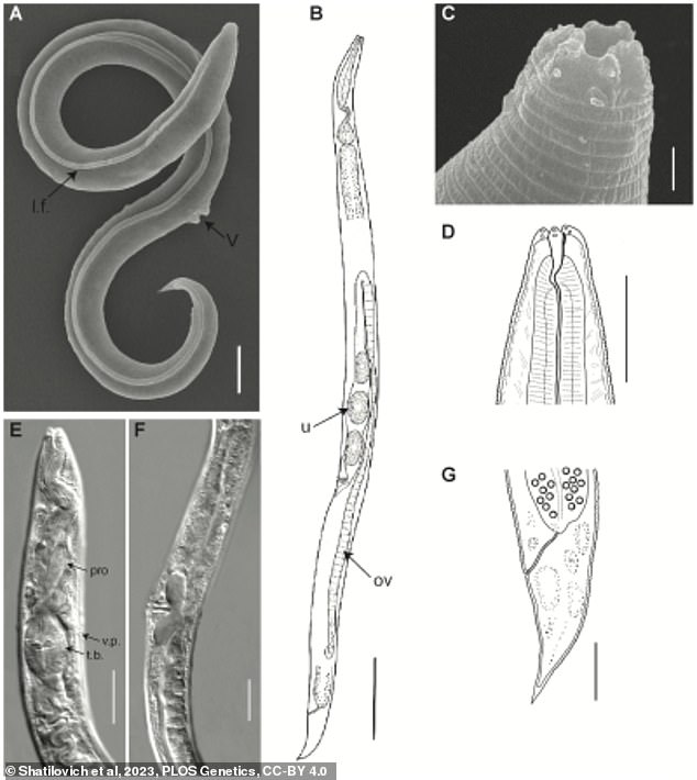 Last month, experts managed to resurrect the group of long-extinct roundworms after thawing the ice that had trapped them since the era of the woolly mammoths.