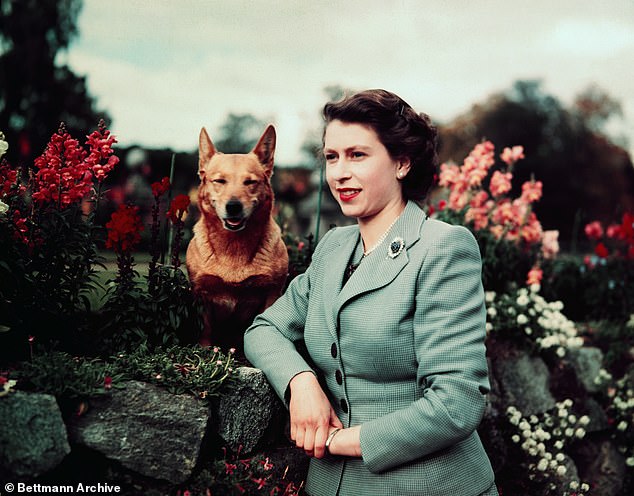 The Queen, pictured at Balmoral Castle with one of her Corgis in 1952, is credited by the breed's fans with making them aware of the adorable pups