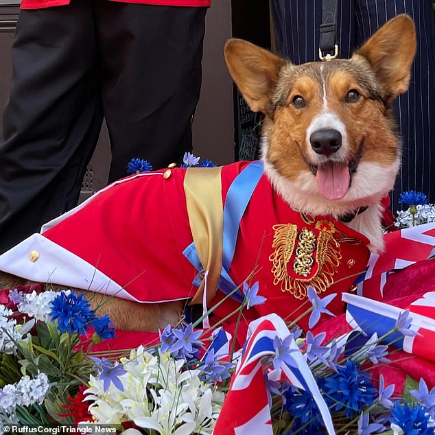 Mrs Crerer-Gilbert and Ruffus - pictured dressed as Beefeater - think the Queen's corgi would be happy to join the parade, and it would help them if they mourn the monarch