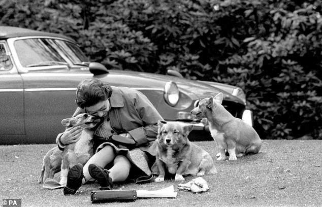 Queen Elizabeth II sits with her corgis on a grassy bank at Virginia Water to watch competitors, including Prince Philip, compete with her Corgis during the 1973 European Driving Championship marathon