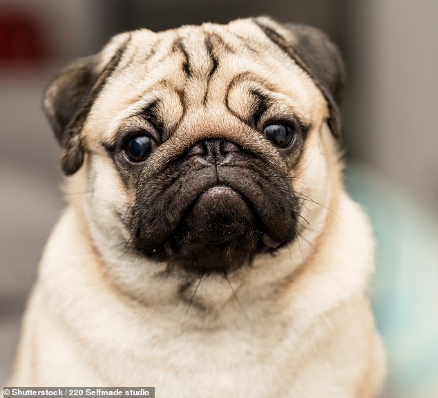 If you put pugs in a body of water, they'll probably lick it up, but watch out, because they might run into a struggle ( Stock Image )