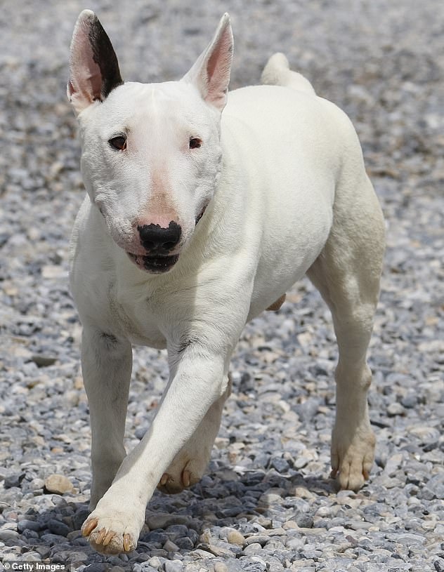 Although playful and courageous, it seems that Bull Terriers are not born swimmers ( Stock Image )