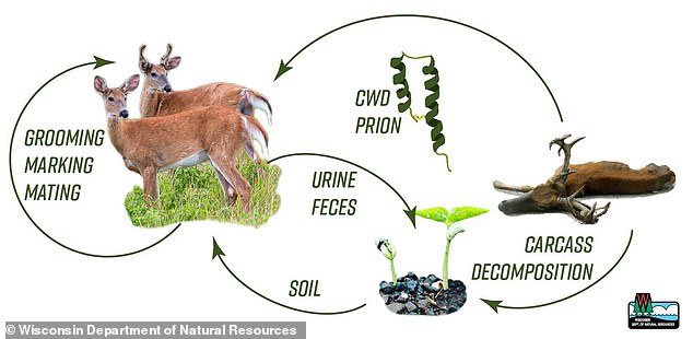 The prion that causes the disease can survive for months in the soil