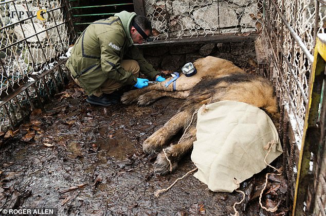 AZERBAIJAN: A vet takes care of Ruben before he is taken to safety