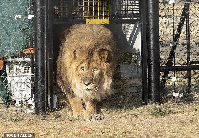 The lion had forgotten how to roar after spending the past six years alone in a cramped cage – but has now taken its first steps on African soil