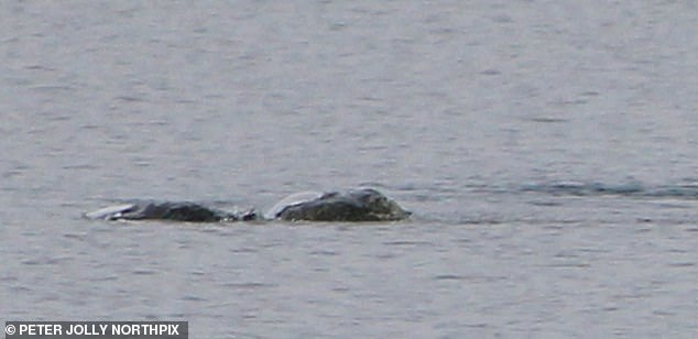 Photos show an eel-like figure 'twisting and rolling' on the surface of Loch Ness