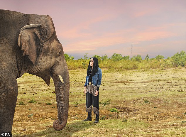 First encounter: Beautiful footage shows Cher meeting the 'Loneliest Elephant in the World' Kavaan after she flew to Pakistan in November to secure his rescue