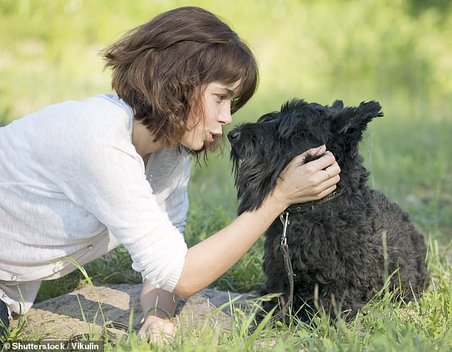 In a new study, researchers at Lincoln University asked participants to talk to dogs with different sized eyes.  They found that females—but not males—speaked in a higher pitched voice when addressing larger-eyed puppies (stock image)